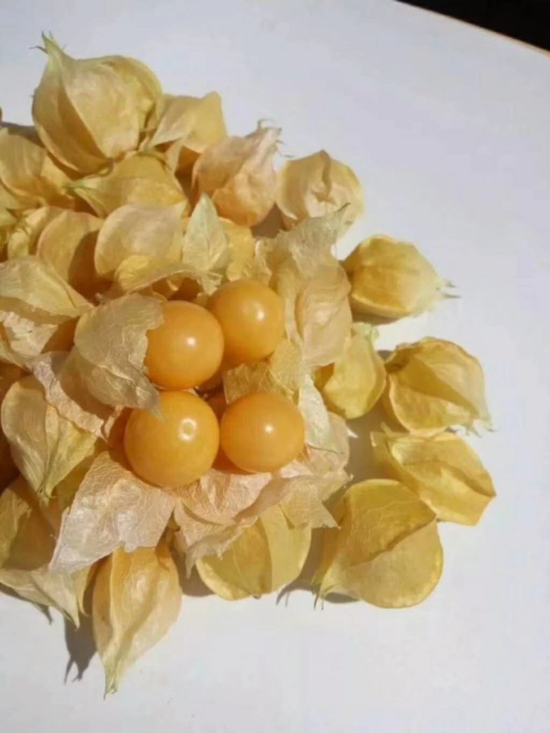 灯笼果，菇娘果，全国物流基地直发（一件代发）
