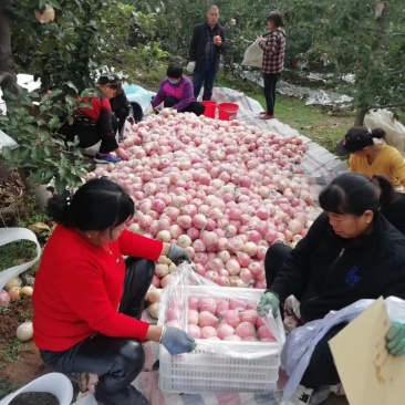 山西临汾红富士苹果