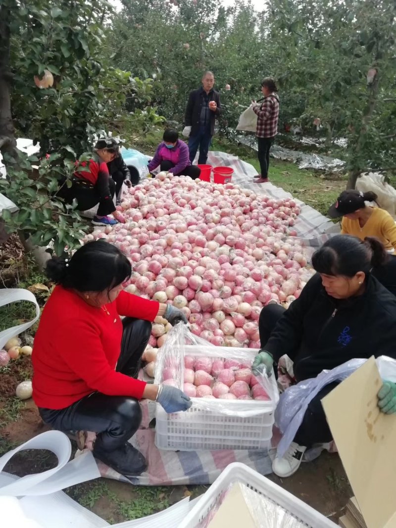 山西临汾红富士苹果