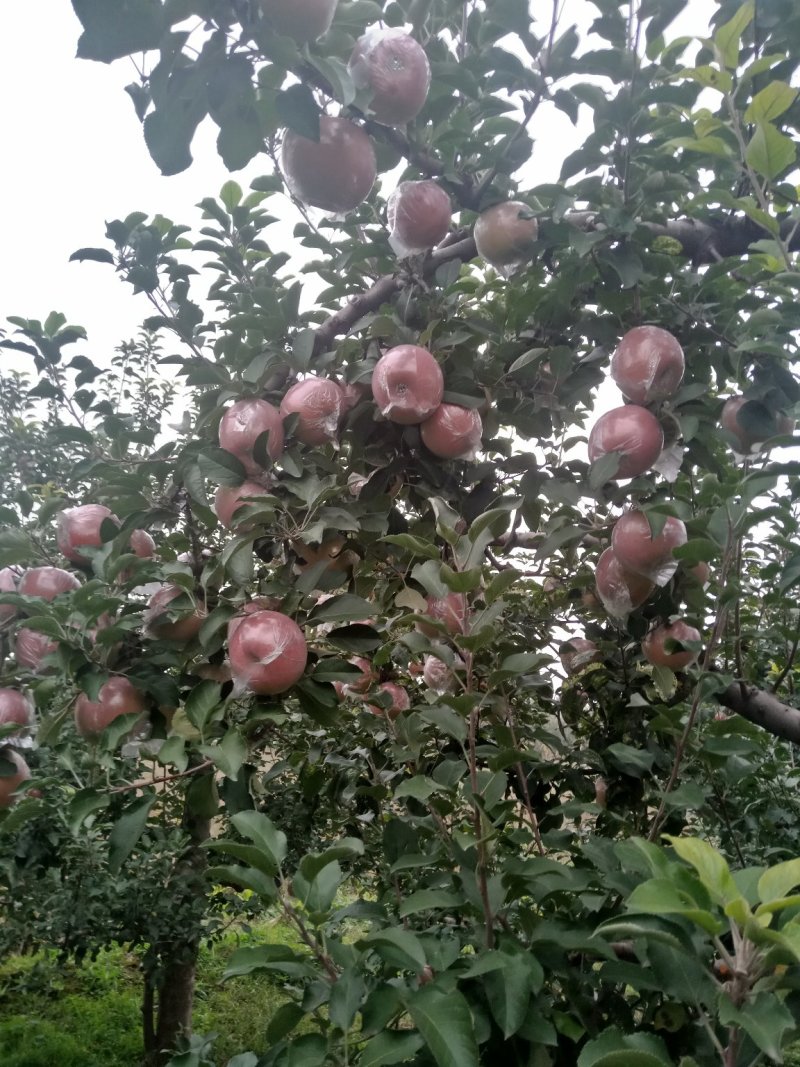 山西临汾红富士苹果