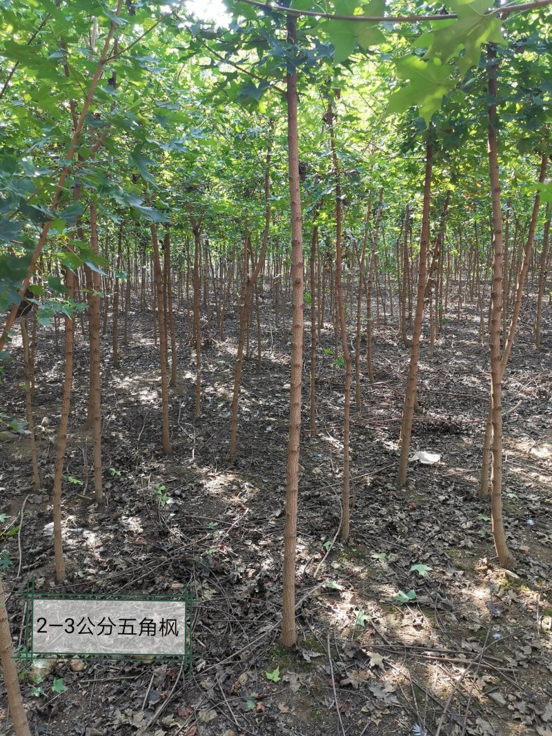 五角枫钢管直米径2—4公分自家苗圃持续上车发货中