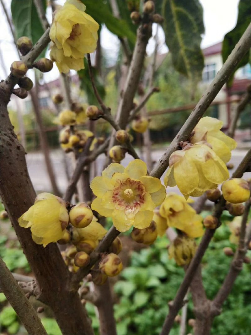 腊梅