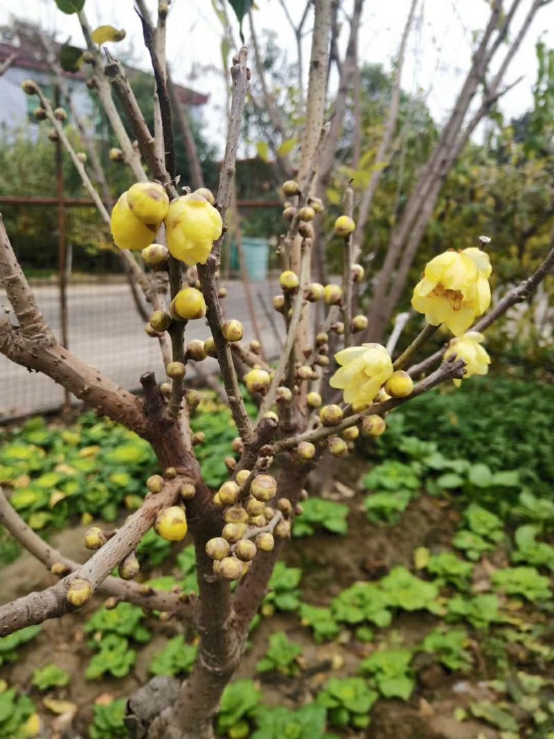 腊梅
