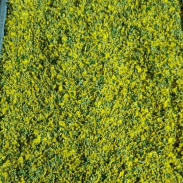本人有野菊花5吨