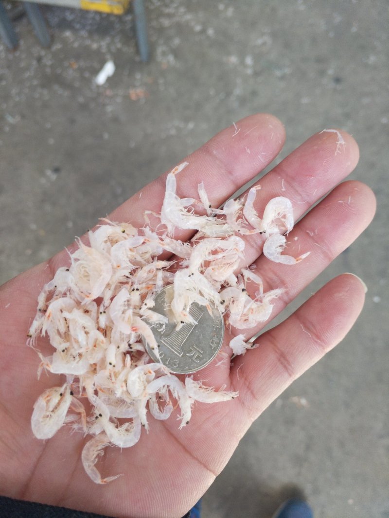 虾皮
