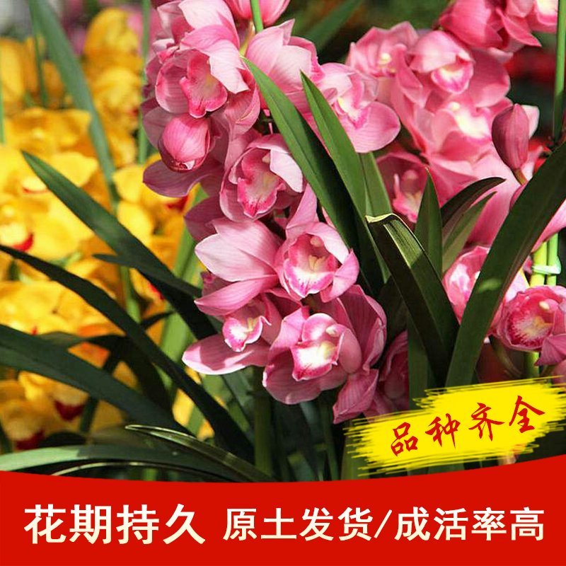 年宵花大花蕙兰室内盆栽。