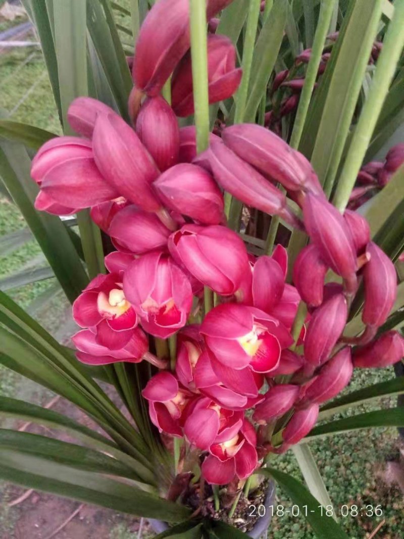 年宵花大花蕙兰室内盆栽。