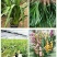 年宵花大花蕙兰室内盆栽。