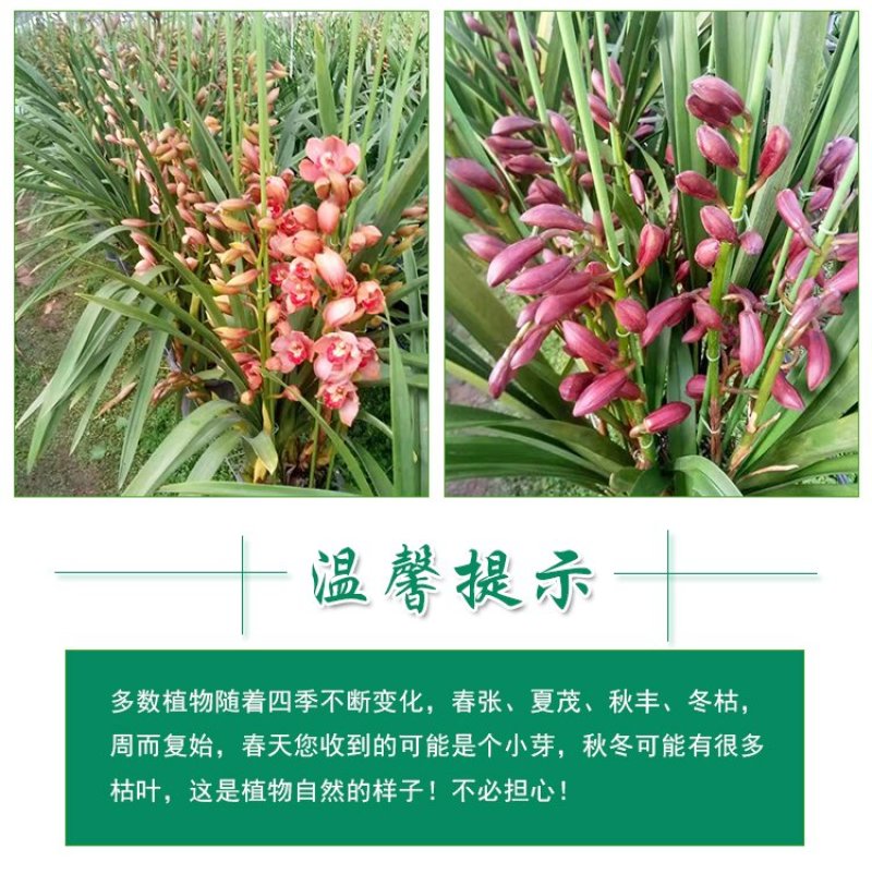 年宵花大花蕙兰室内盆栽。