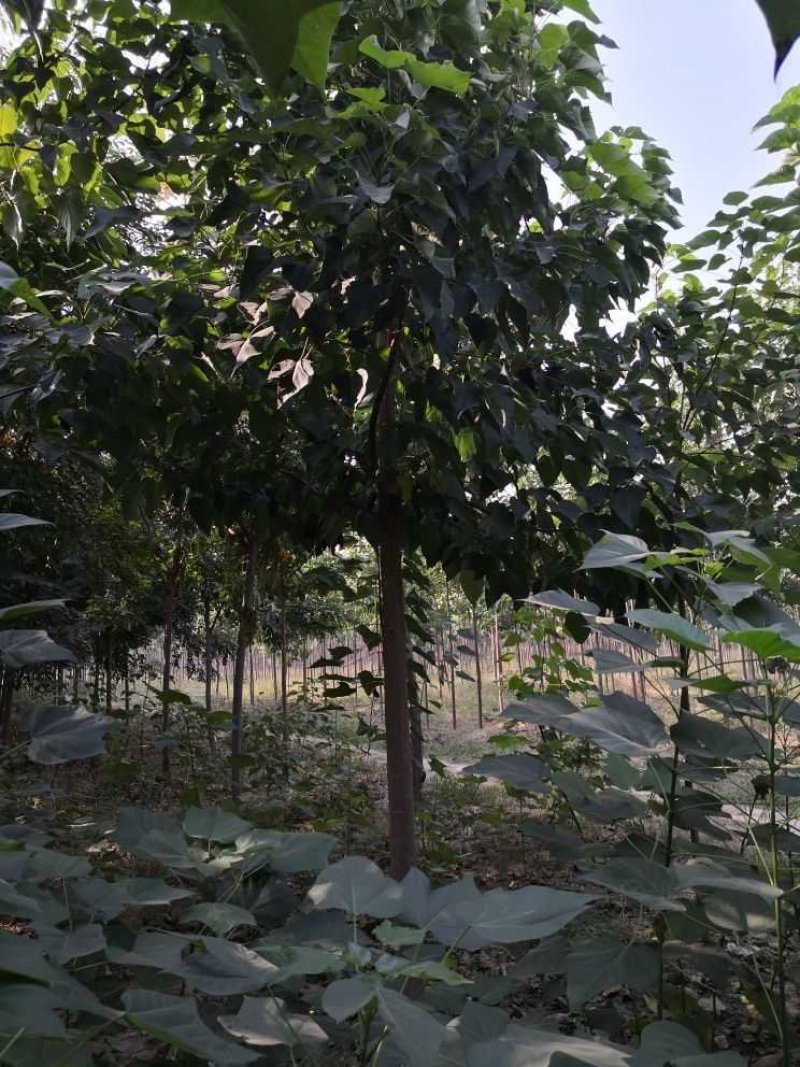 楸树从根苗到大树各种规格都有
