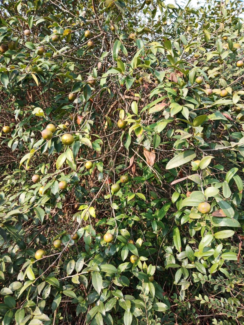 茶籽，木籽