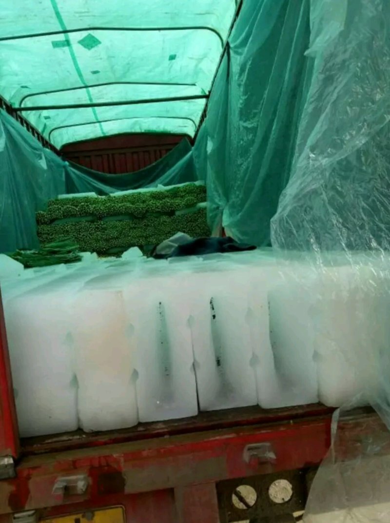 芹菜产地大量上市，品种多质量有保证