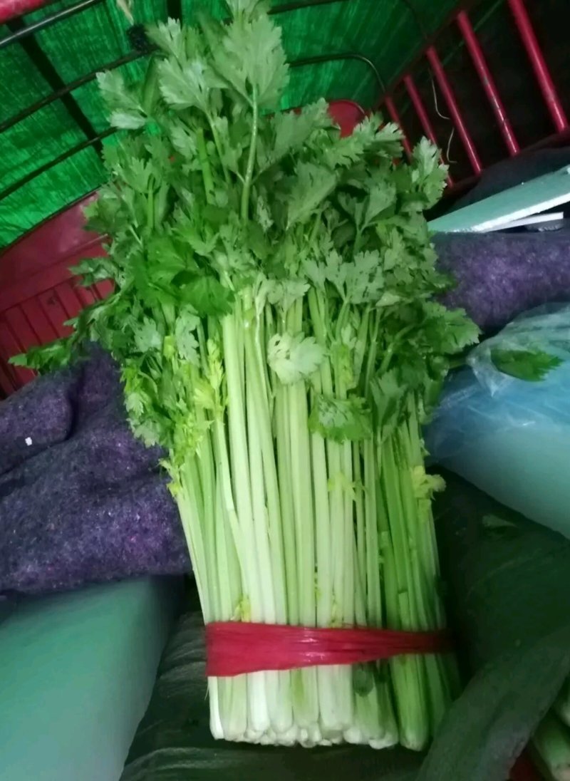 芹菜产地大量上市，品种多质量有保证