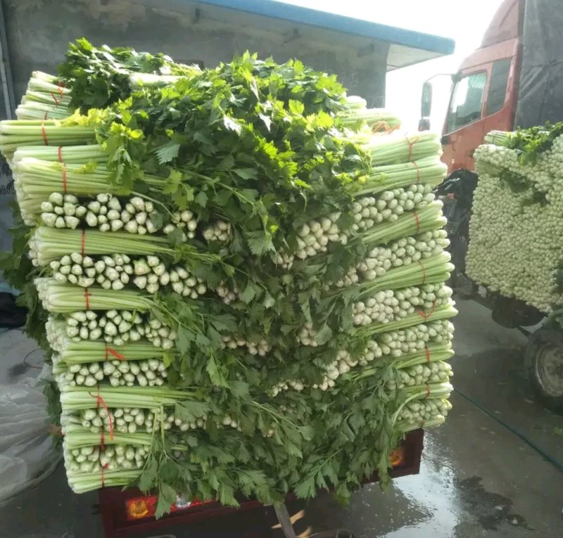 芹菜产地大量上市，品种多质量有保证