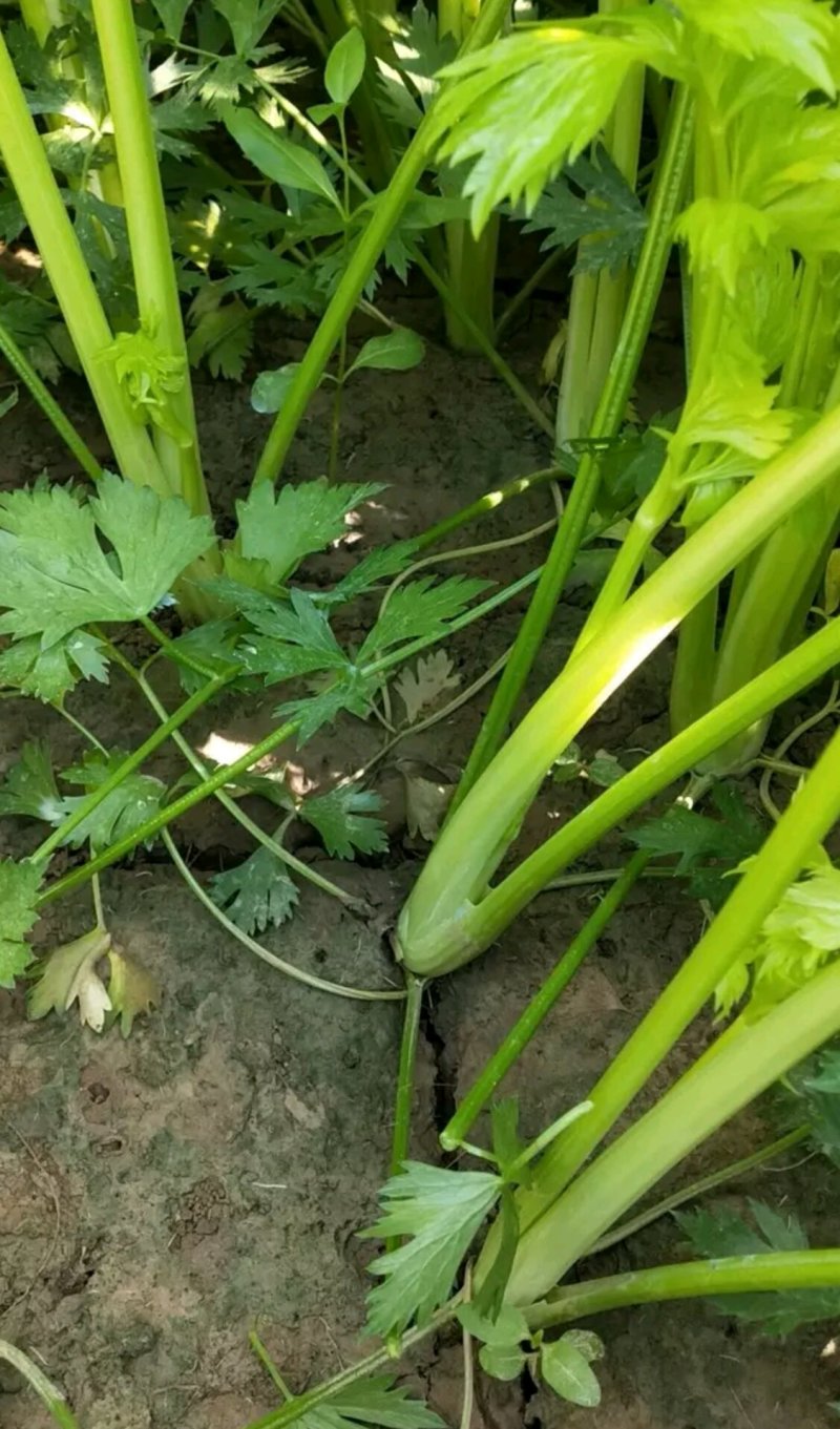 芹菜产地大量上市，品种多质量有保证