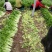 芹菜产地大量上市，品种多质量有保证