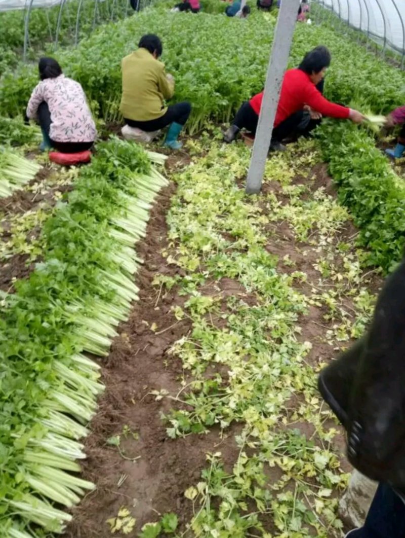 芹菜产地大量上市，品种多质量有保证