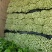 芹菜产地大量上市，品种多质量有保证