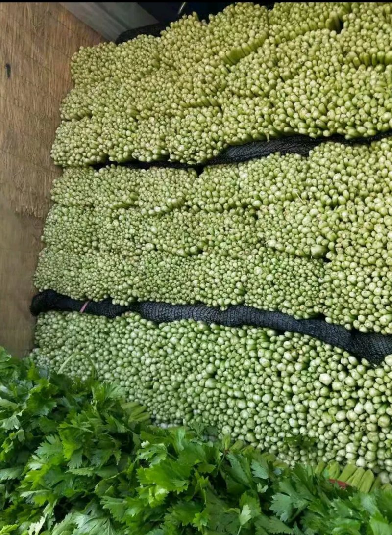 芹菜产地大量上市，品种多质量有保证