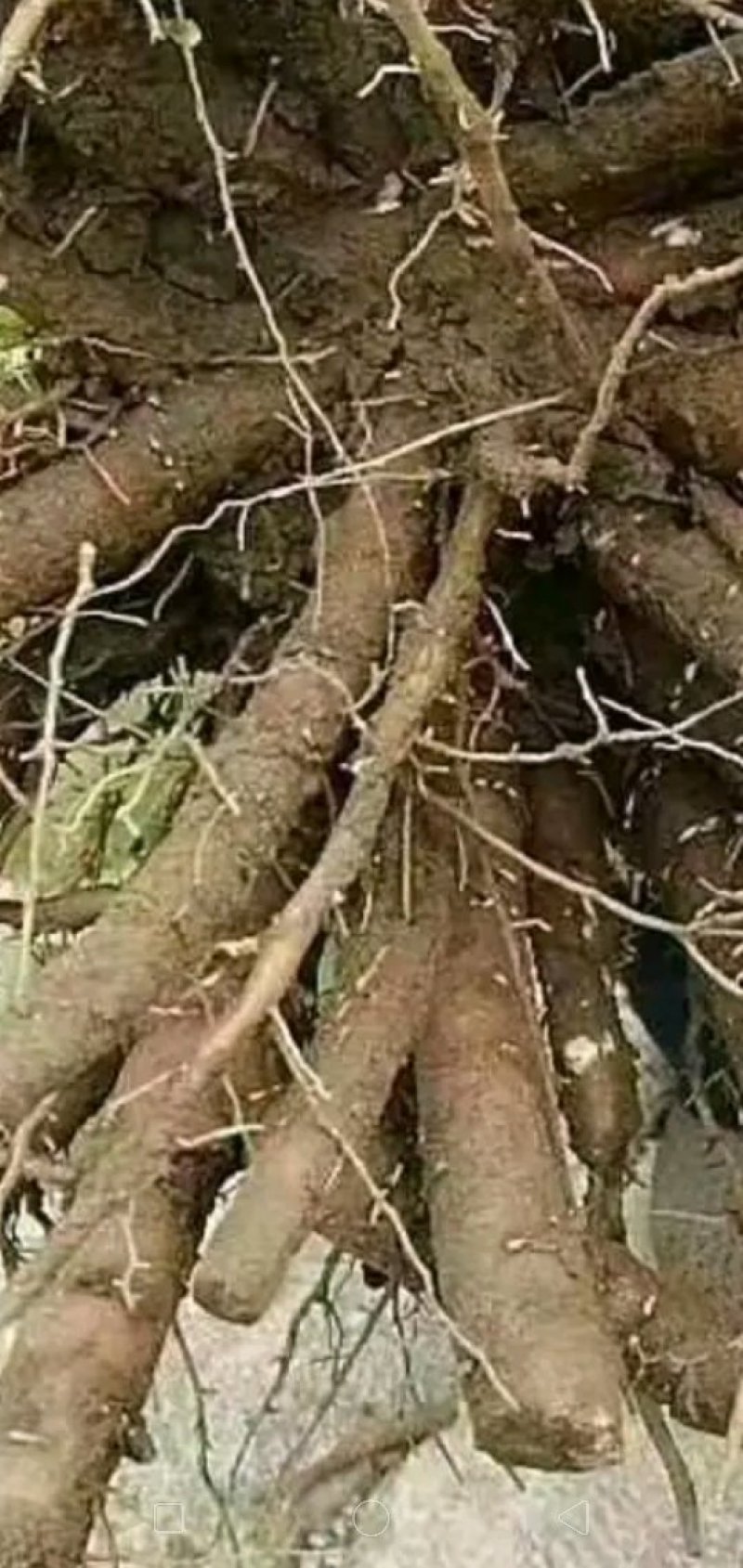白芍种苗，道地亳白芍芽头，保证正品，假一赔十，