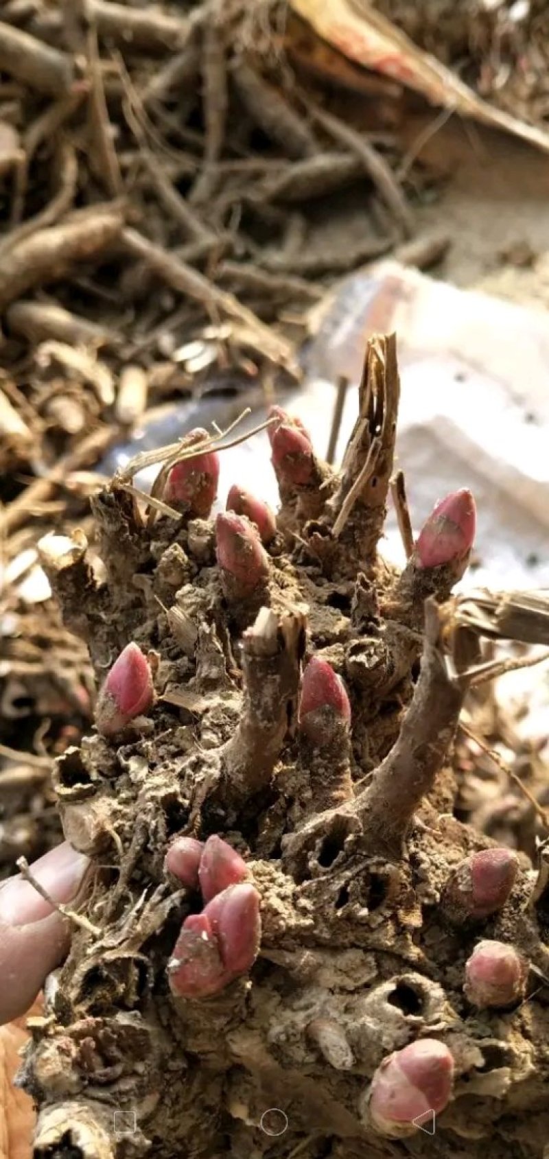 白芍种苗，道地亳白芍芽头，保证正品，假一赔十，