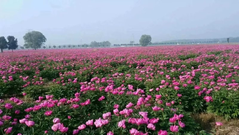 白芍种苗，道地亳白芍芽头，保证正品，假一赔十，