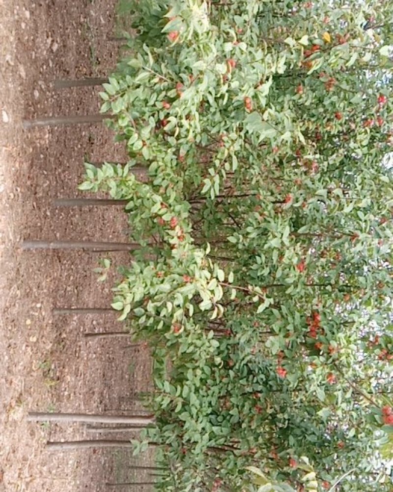 海棠8~10cm6~8cm6~8cm