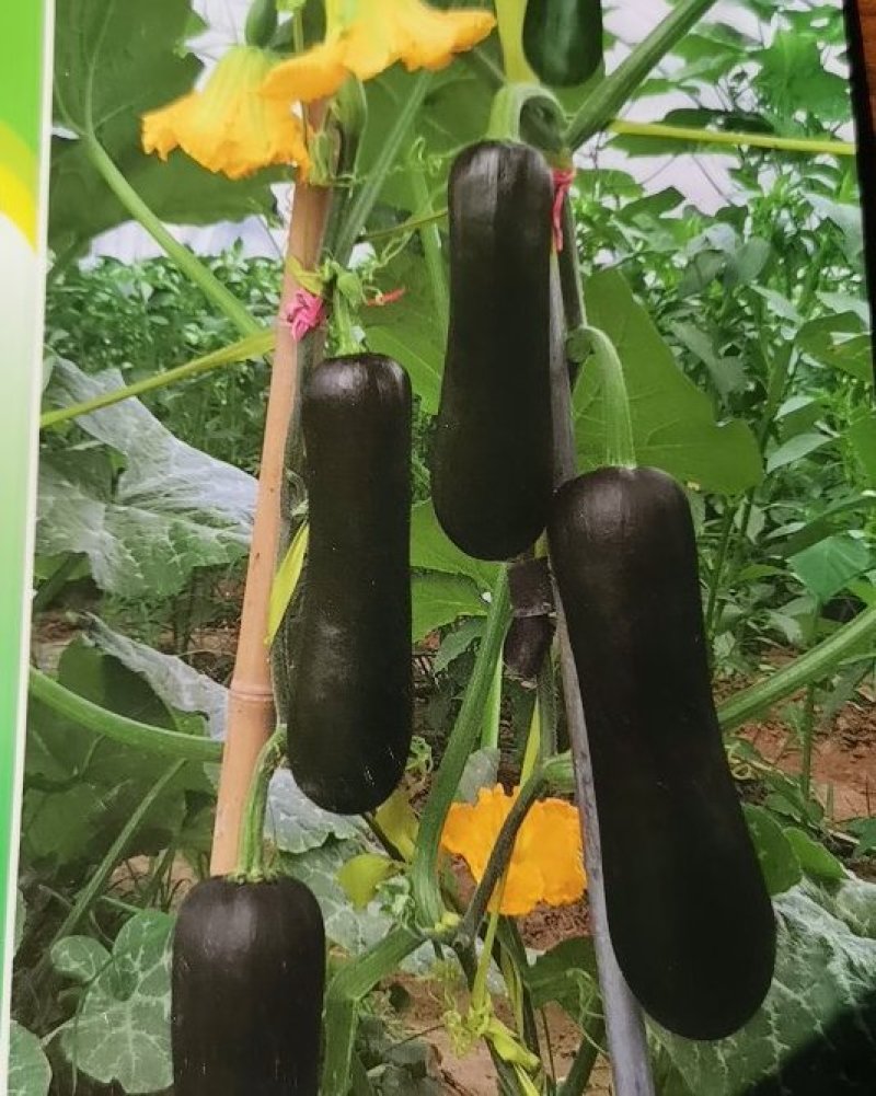 早熟纯黑二号南瓜种子50天上市早黑皮南瓜籽蔬菜瓜果种子