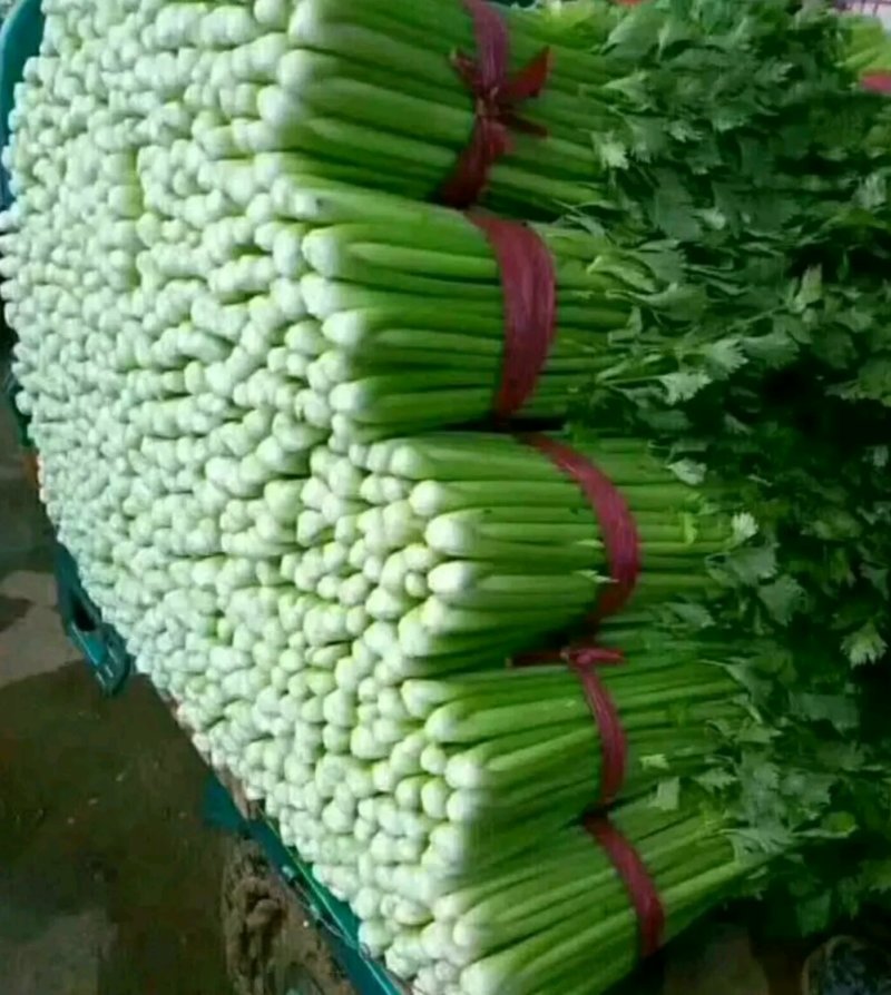 芹菜产地大量上市，品种多质量有保证