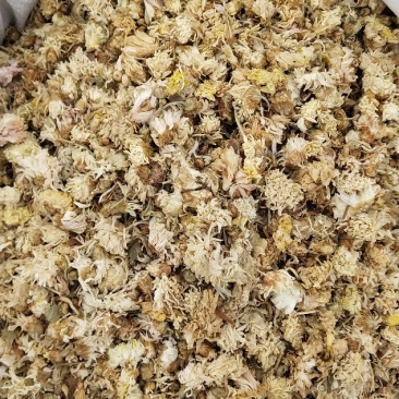 菊花，祁菊花
