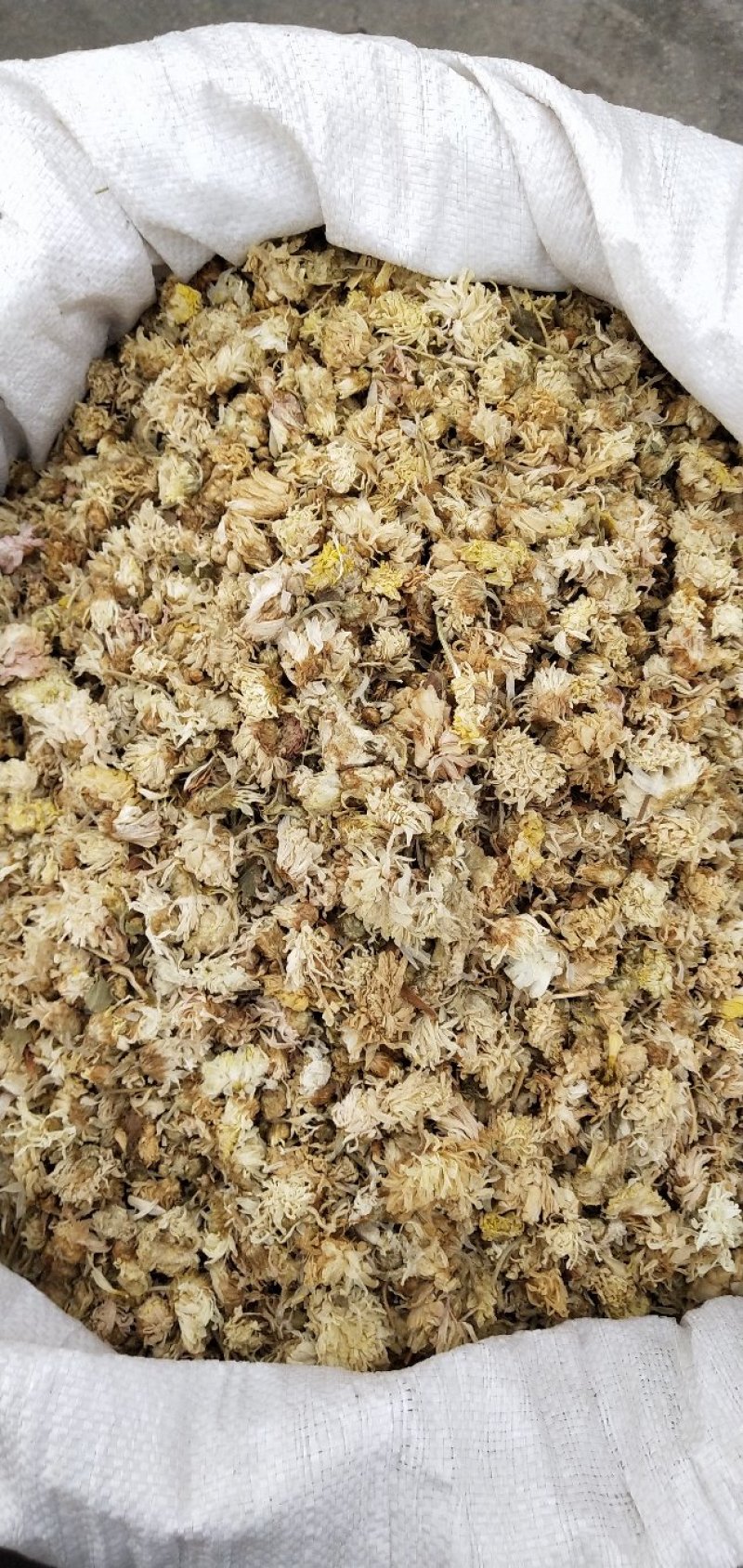 菊花，祁菊花