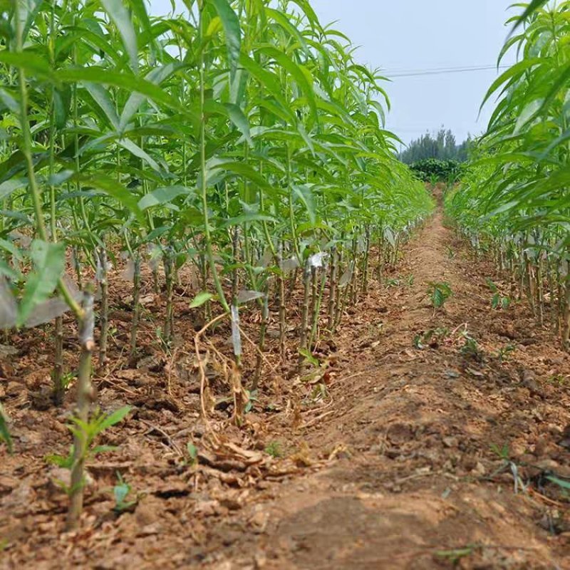 紫肉血桃苗嫁接血桃苗保证品种基地直销