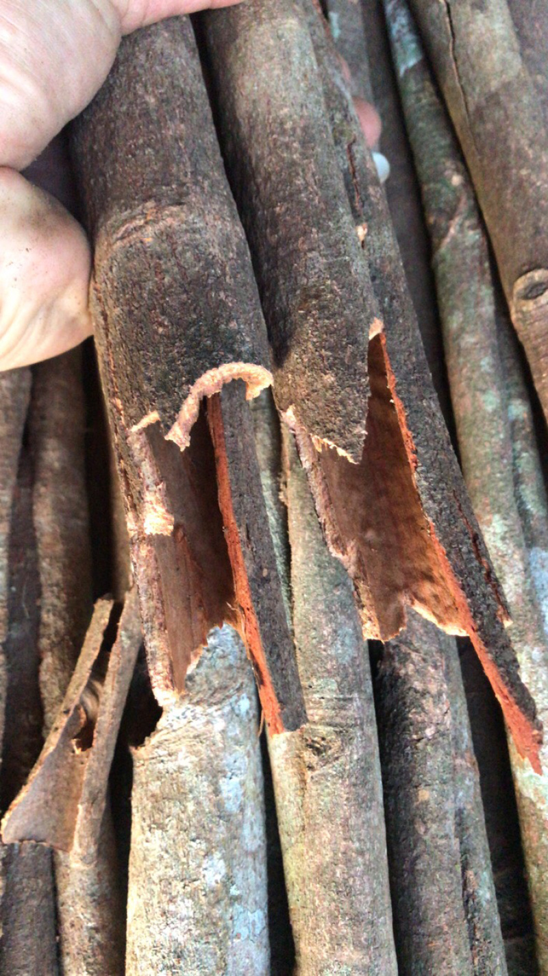进口桂皮，质量好品质高，实图拍摄，不支持退货