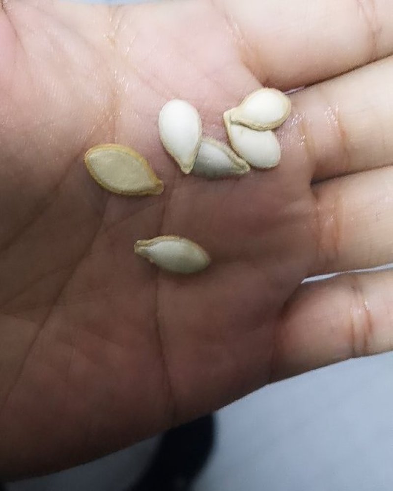 早熟纯黑二号南瓜种子50天上市早黑皮南瓜籽蔬菜瓜果种子