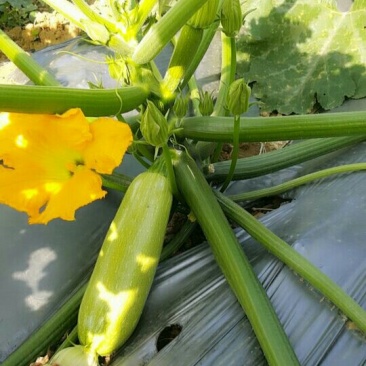 西葫芦大量上市