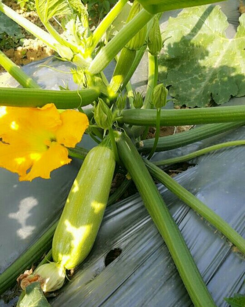西葫芦大量上市