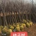 脆甜柿子苗基地黑柿子苗日本甜柿子苗包品种包结果