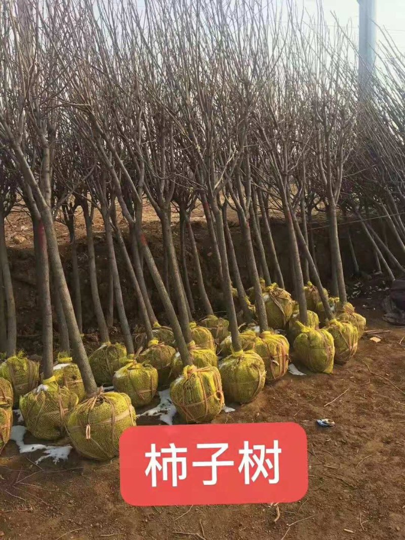 脆甜柿子苗基地黑柿子苗日本甜柿子苗包品种包结果