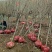 脆甜柿子苗基地黑柿子苗日本甜柿子苗包品种包结果