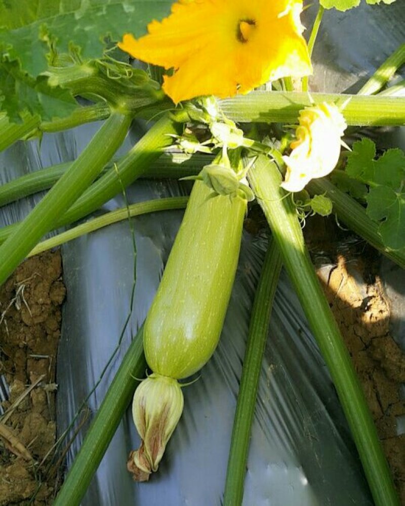 西葫芦大量上市