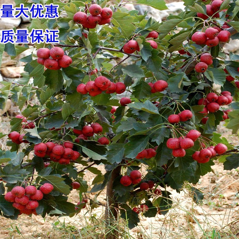 大金星嫁接山楂树苗个大肉脆产量高当年结果
