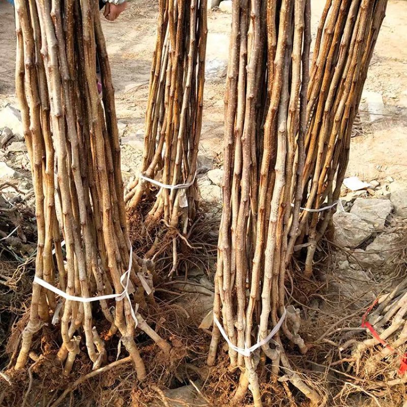 大金星嫁接山楂树苗个大肉脆产量高当年结果
