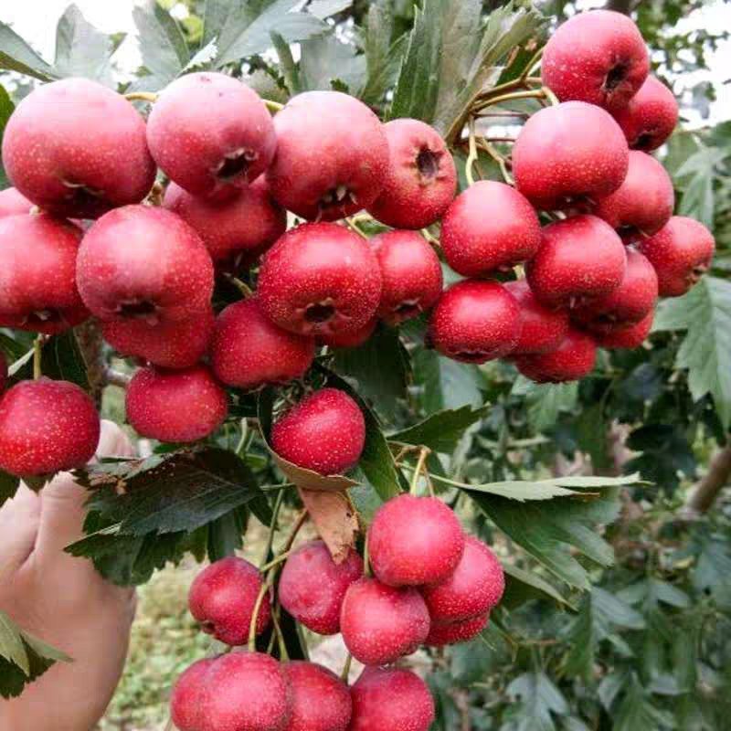 大金星嫁接山楂树苗个大肉脆产量高当年结果