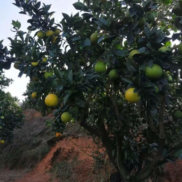 纽荷尔香橙