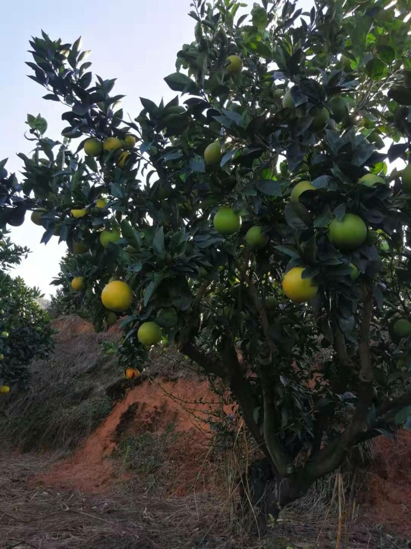 纽荷尔香橙