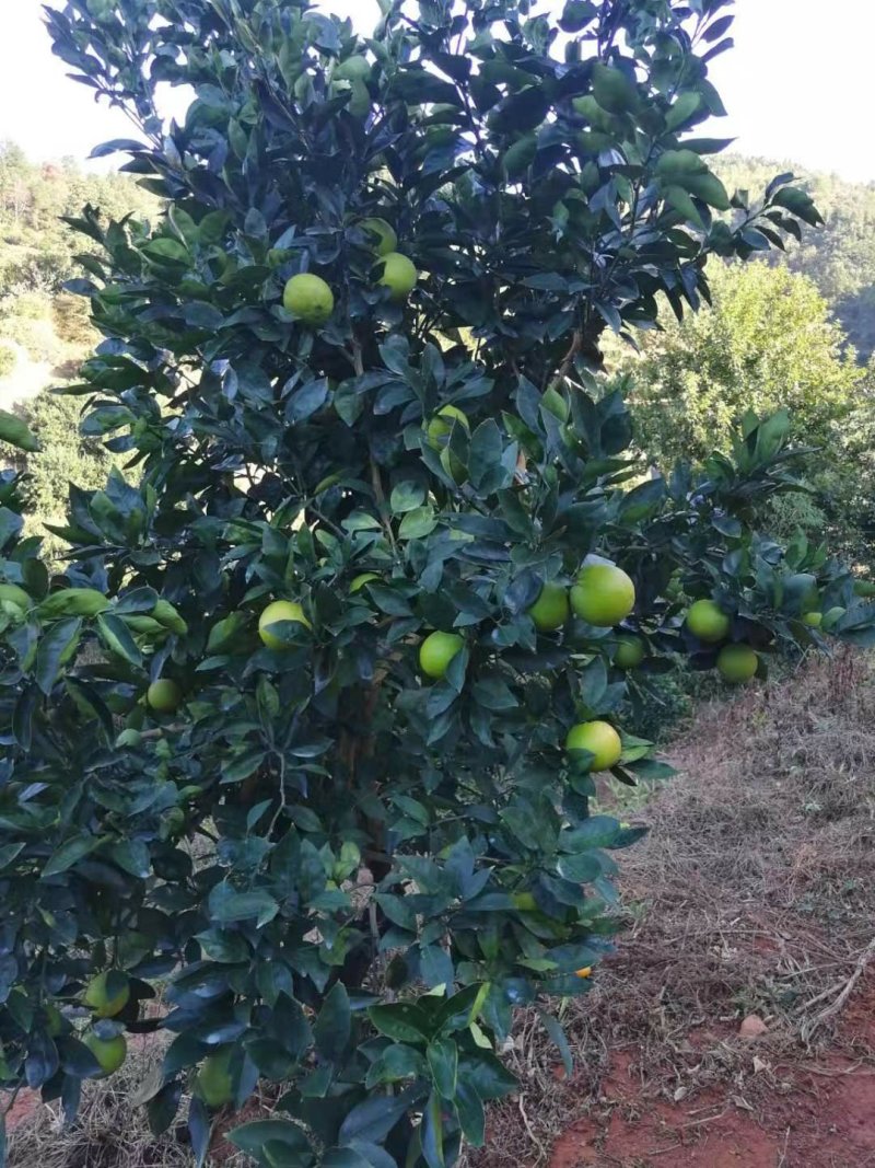 纽荷尔香橙