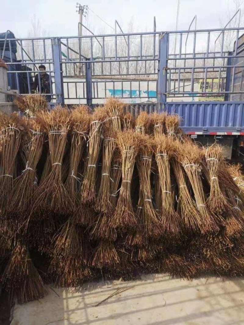 塔尔玛西梅苗嫁接枝条一手货源自产自销