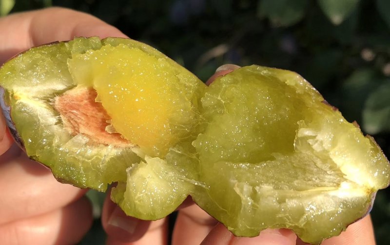 塔尔玛西梅苗嫁接枝条一手货源自产自销