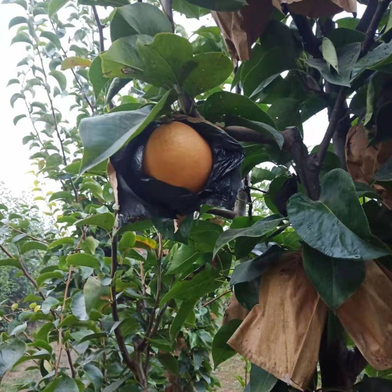 晚秋梨