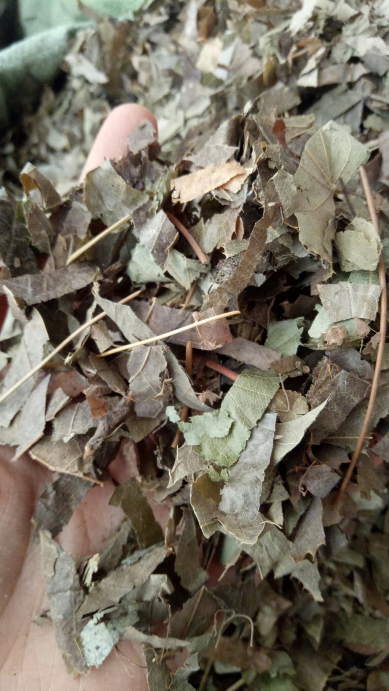 羊角叶淫羊藿